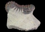 Bargain, Crotalocephalina Trilobite - Foum Zguid, Morocco #65983-2